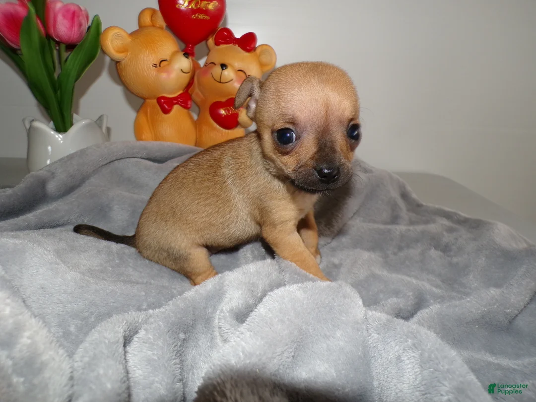 Chihuahua dogs for sale: Chihuahua Puppy 4 Lolly pops - Ad 3
