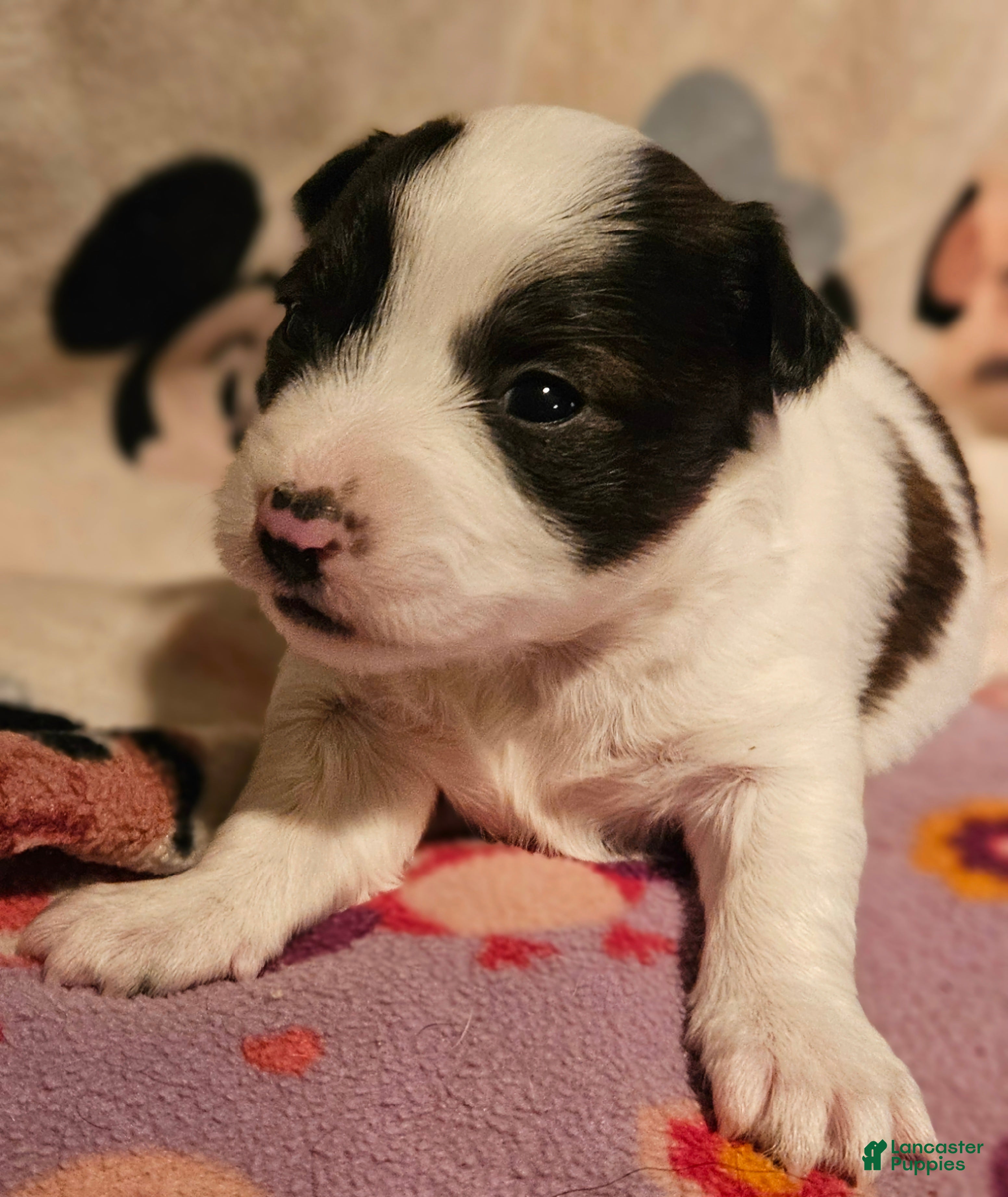 Chihuahua dogs Gee Tri-Color - Ad 34