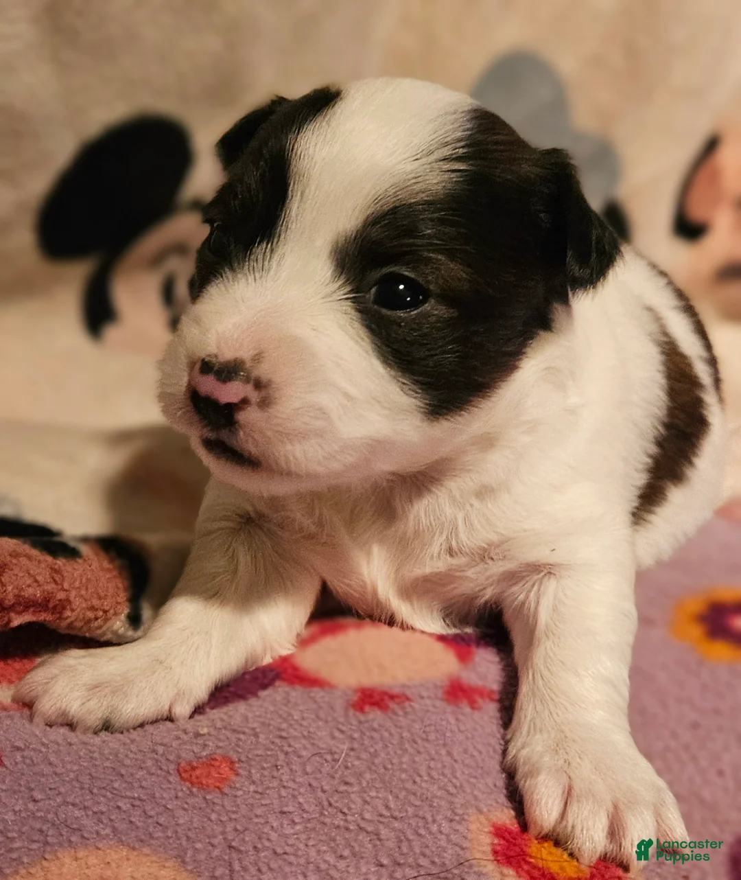 Chihuahua dogs for sale: Gee - Ad 2