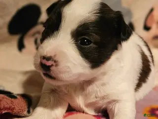 Chihuahua dogs Gee Tri-Color - Ad 24