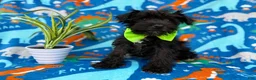 Miniature Schnauzer dogs for sale: Valentino - Ad 7