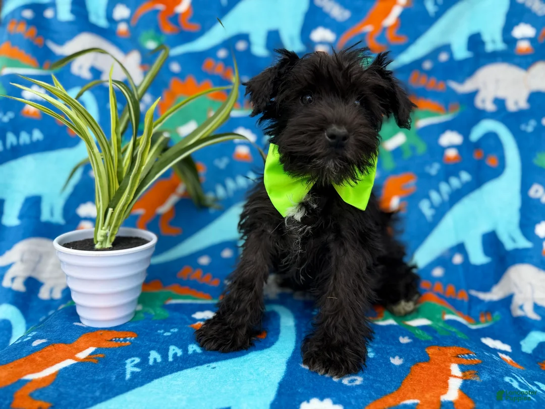 Miniature Schnauzer dogs for sale: Valentino - Ad 7