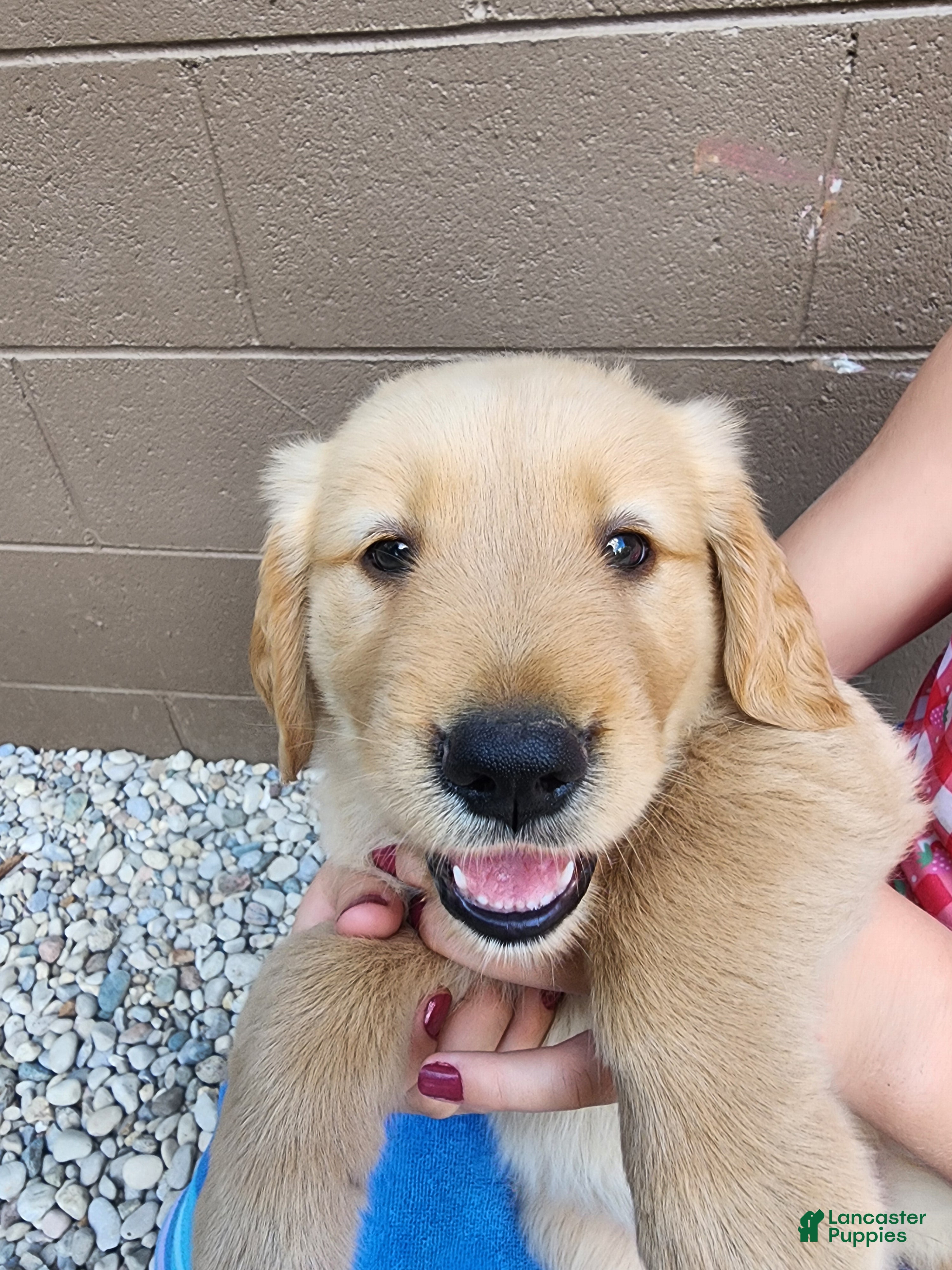 Golden Retriever dogs AKC Sunny - Ad 1