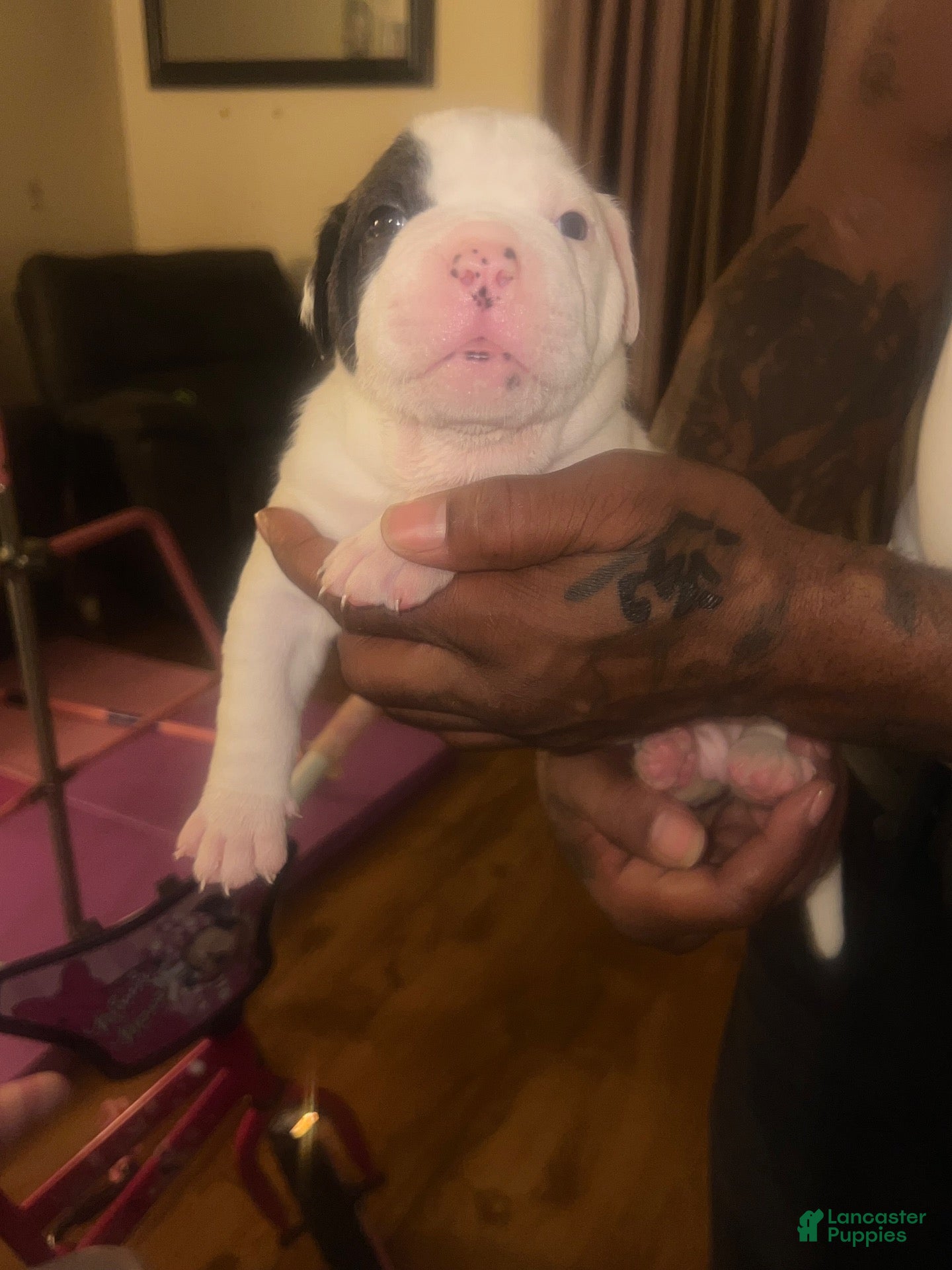 American Bulldog dogs for sale: American Bulldog 4 - Ad 20