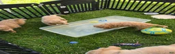 Mini Goldendoodle dogs for sale: Mini Goldendoodle 3 - Ad 12