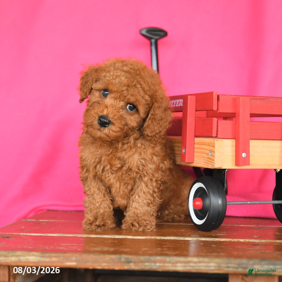 Miniature Poodle dogs Kitkat - Ad 1