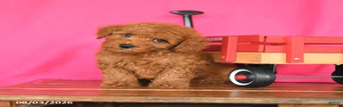 Kitkat