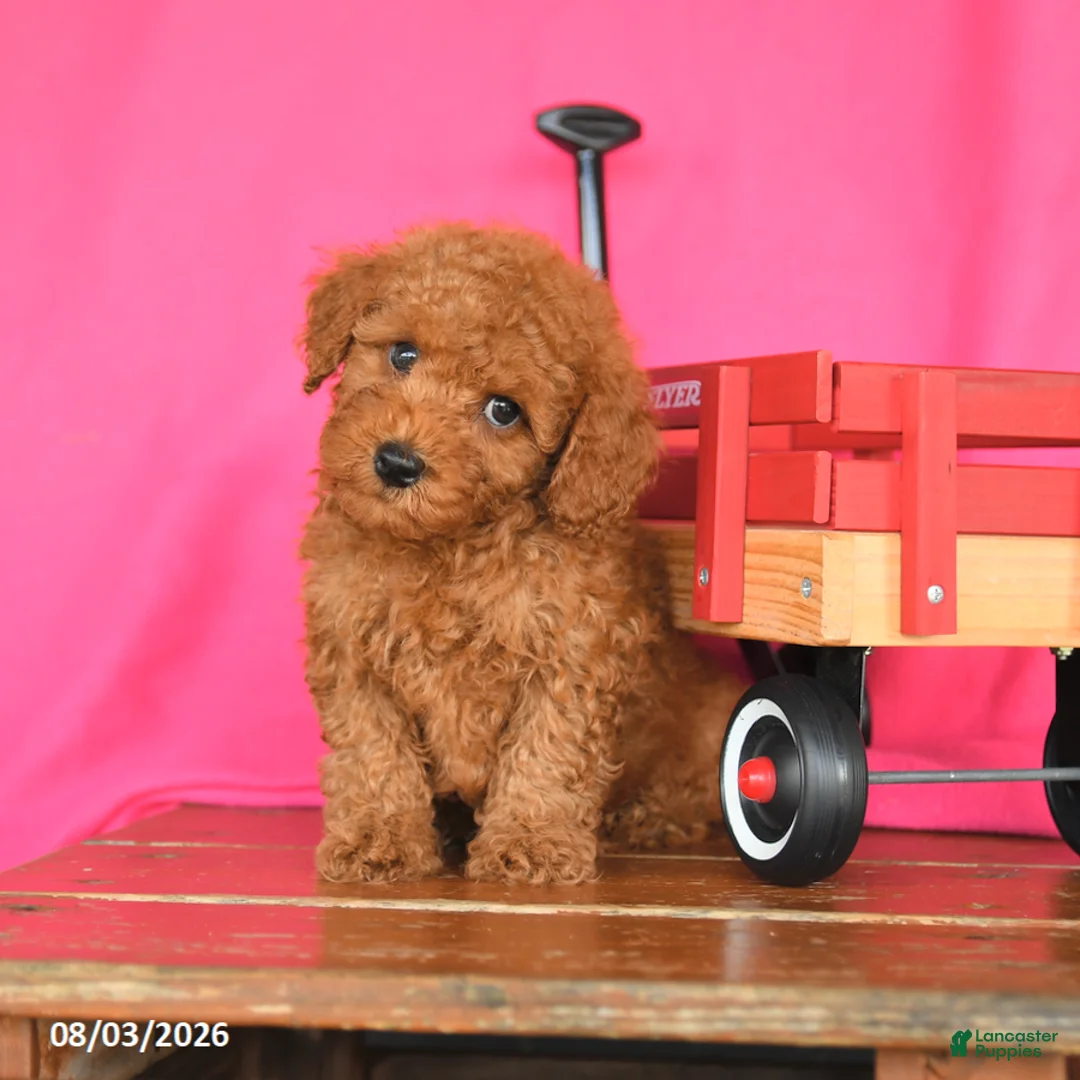Miniature Poodle dogs for sale: Kitkat - Ad 1