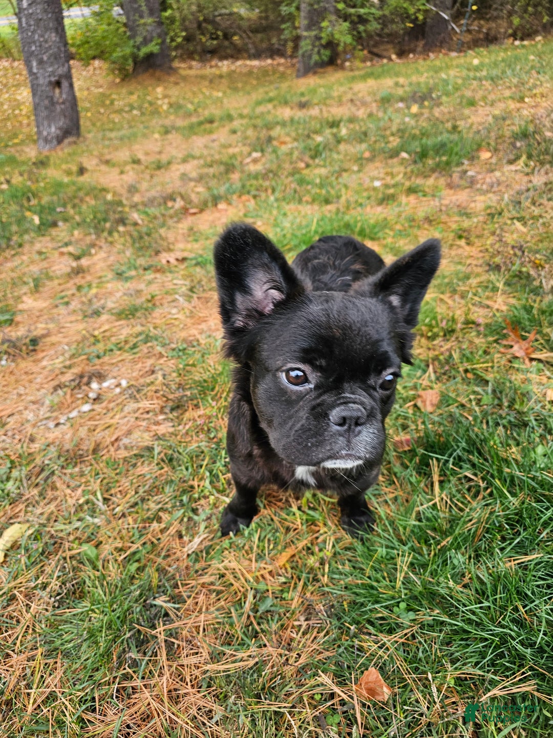 French Bulldog dogs for sale: Jewl Fluffy female  - Ad 5