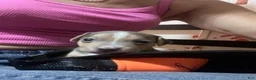 Chiweenie dogs for sale: Chiweenie 2 - Ad 3
