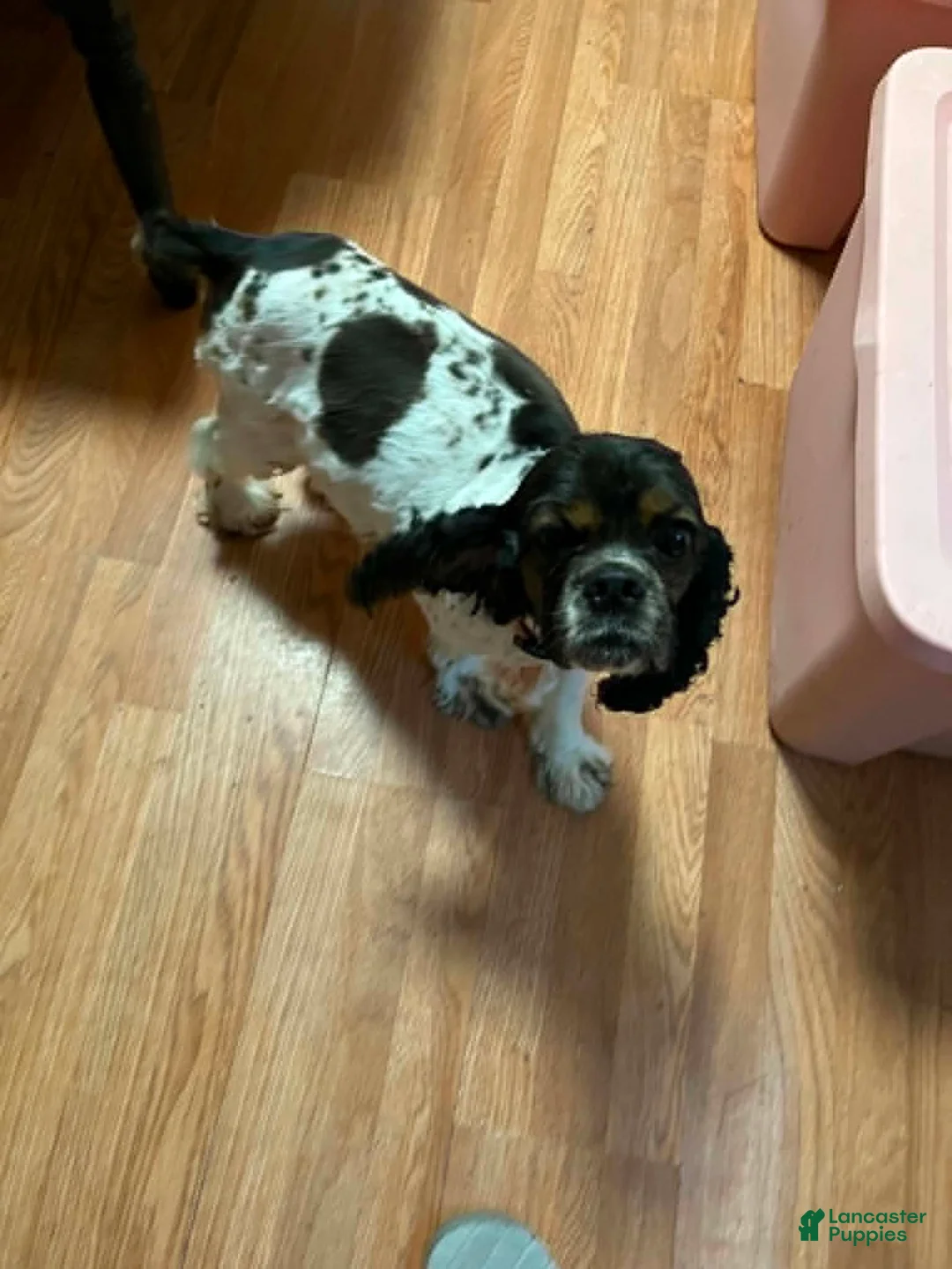 Cockapoo dogs for sale: Cockapoo 1 - Ad 6