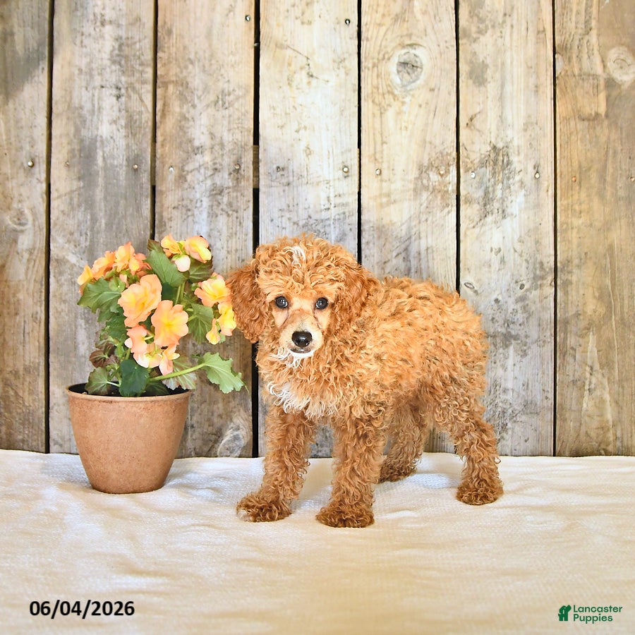 Miniature Poodle dogs for sale: Logan - Ad 2