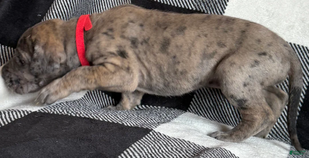 Great Dane dogs for sale: Red - Ad 2