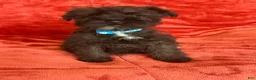 Miniature Schnauzer dogs for sale: Miniature Schnauzer 2 (Sharna) - Ad 5