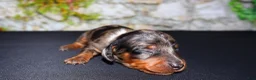 Miniature Dachshund dogs for sale: Miniature Dachshund Puppy 3 - Ad 2