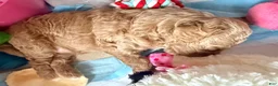 Mixed Breed dogs for sale: Honey - Ad 4