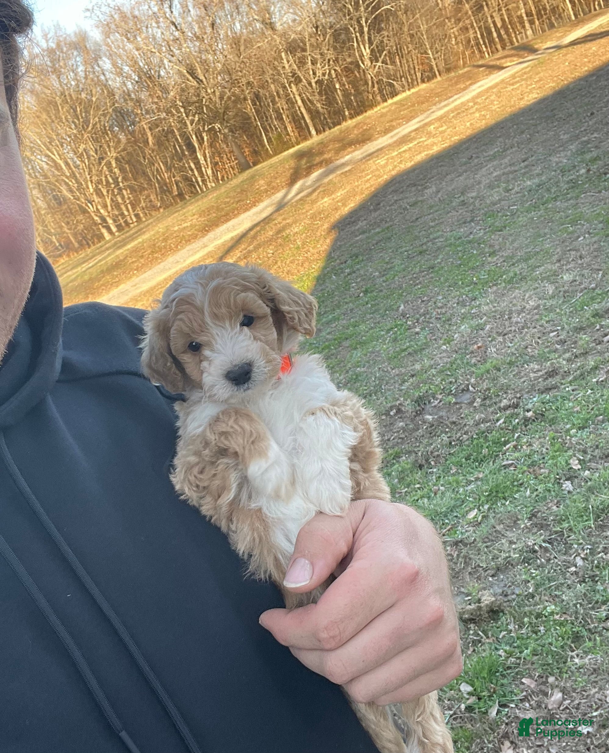 Mini Goldendoodle dogs Bailey (micro-mini goldendoodle) - Ad 41