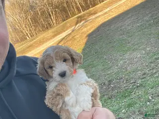 Mini Goldendoodle dogs Bailey (micro-mini goldendoodle) - Ad 41