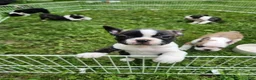 Frenchton dogs for sale: Chet - Ad 2
