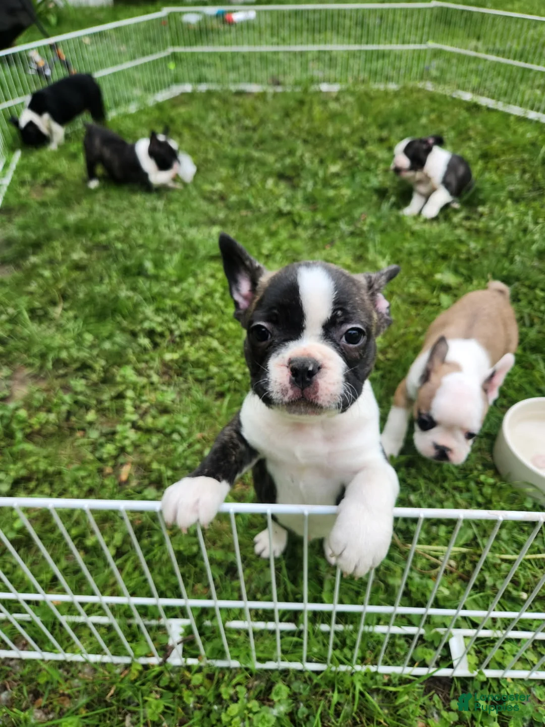 Frenchton dogs for sale: Chet - Ad 2