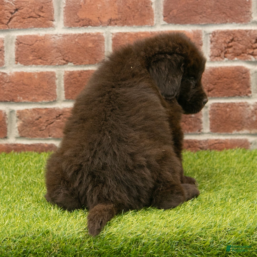 Newfoundland dogs for sale: Ryder - Ad 6