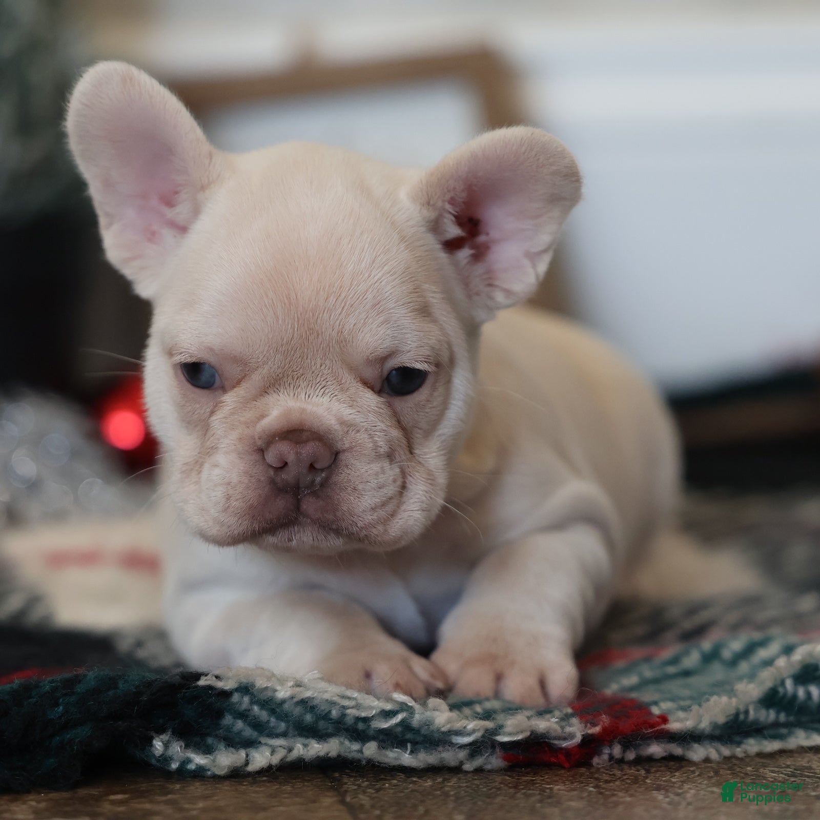 French Bulldog dogs Noel - Ad 16