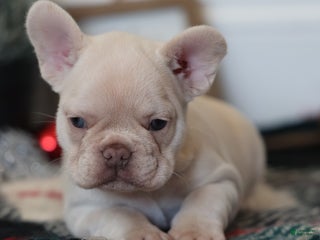 French Bulldog dogs Noel - Ad 6