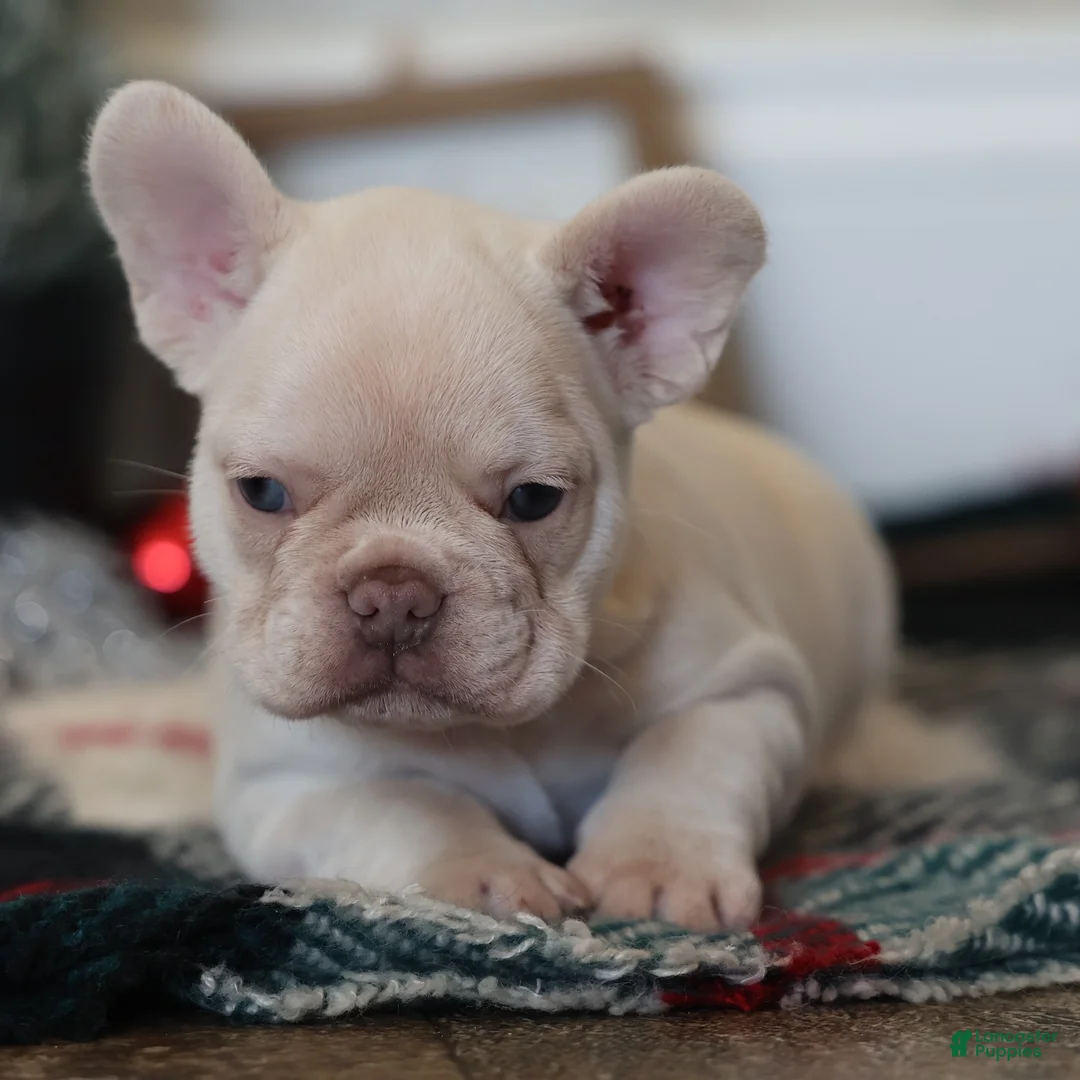 French Bulldog dogs for sale: Noel - Ad 1
