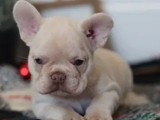 French Bulldog dogs Noel - Ad 5