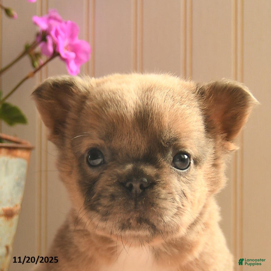 French Bulldog dogs for sale: Asher  - Ad 4