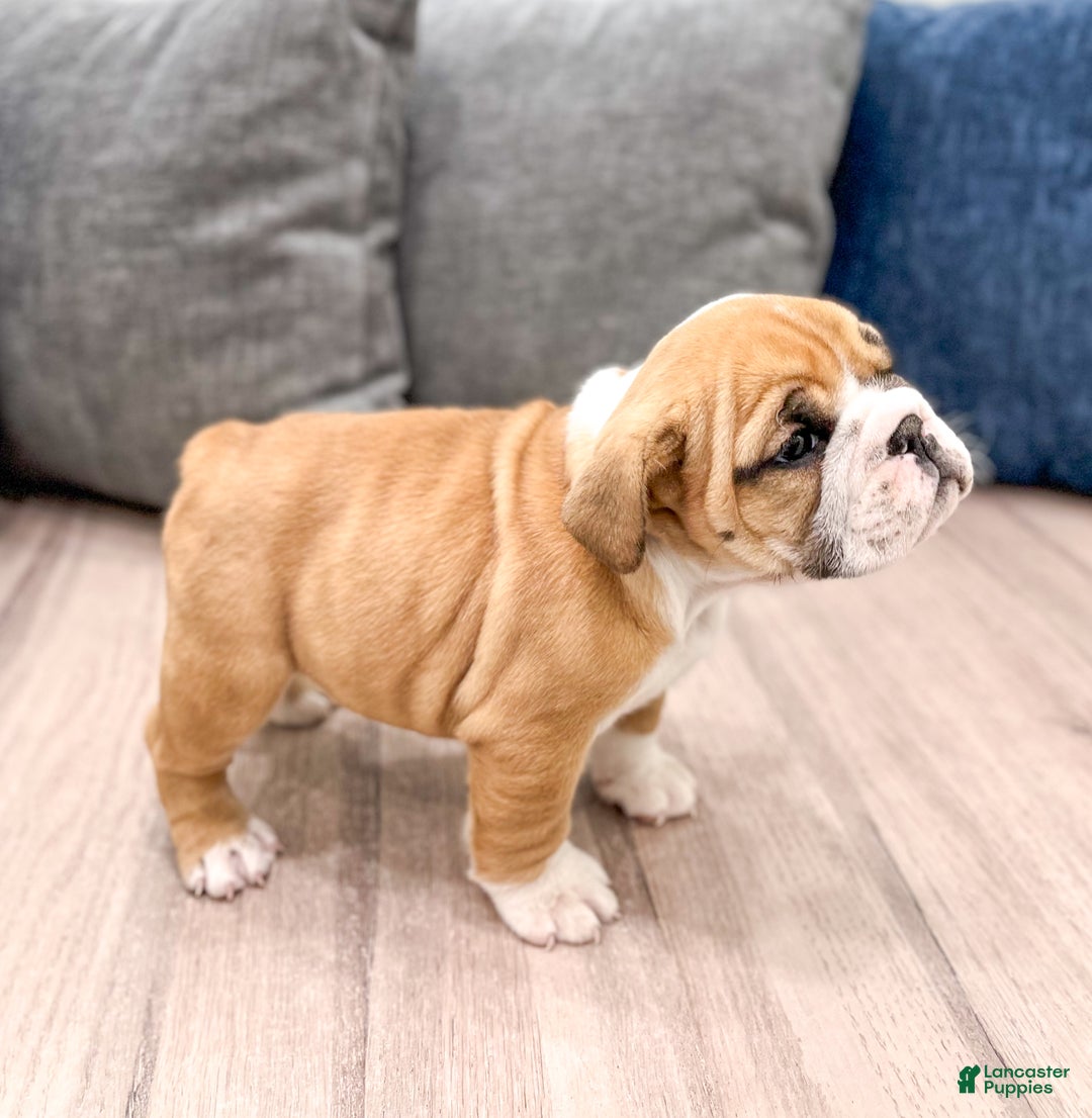 Mixed Breed dogs for sale: Cleo - Ad 3