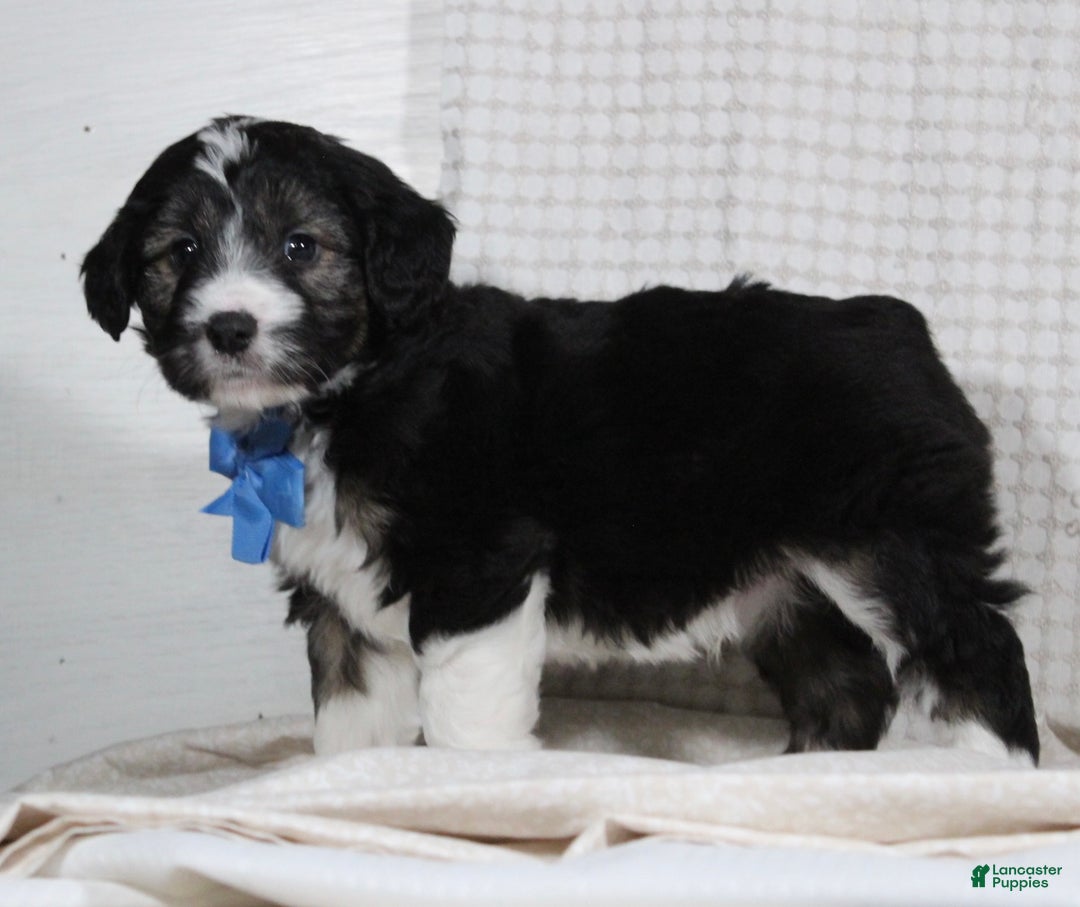 Mini Aussiedoodle dogs for sale: Omar - Ad 3