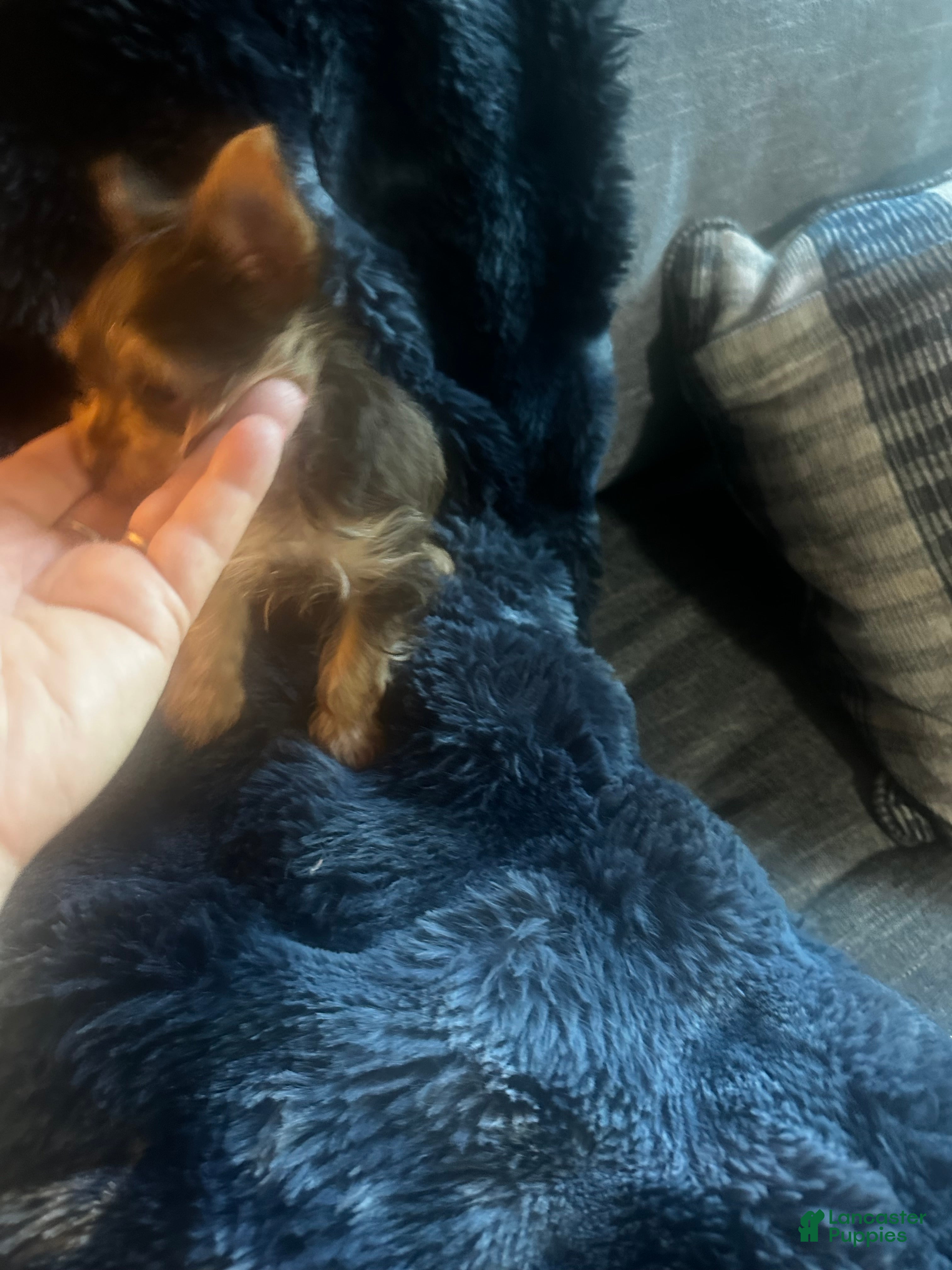 Yorkshire Terrier dogs AKC Tobias - Ad 1