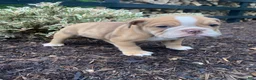 English Bulldog dogs for sale: Pearl - Ad 8