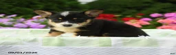Welsh Corgi Pembroke dogs for sale: Harper - Ad 4