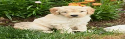 Mini Goldendoodle dogs for sale: Copper - Ad 2