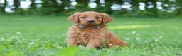 Goldendoodle dogs for sale: Champ - Ad 1