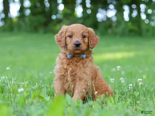 Goldendoodle dogs for sale: Champ - Ad 2