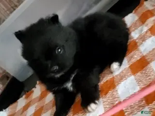 Pomeranian dogs Pomeranian Puppy 1 - Ad 21