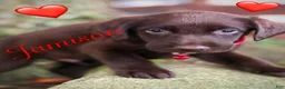 Labrador Retriever dogs for sale: Labrador Retriever 1 - Ad 9