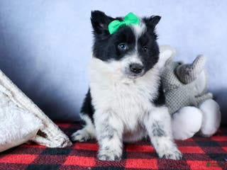 Mixed Breed dogs DUKE - Ad 37