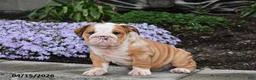 English Bulldog dogs for sale: Druscilla - Ad 3