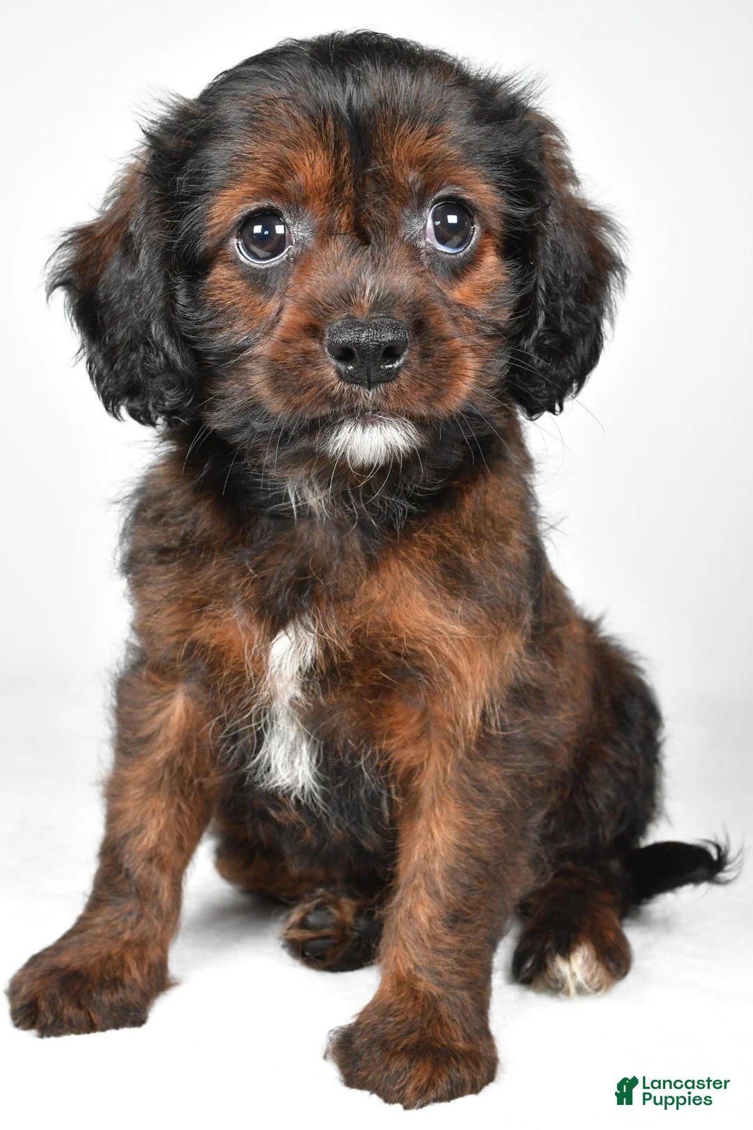 Mixed Breed dogs for sale: Arlin - Ad 1