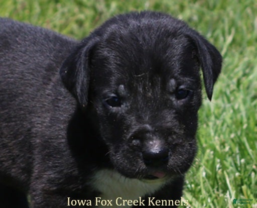 Great Dane dogs Mitzi - Ad 2