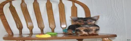 Yorkshire Terrier dogs for sale: Chase - Ad 7