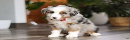 Miniature Australian Shepherd dogs for sale: Ghirardelli - Ad 2
