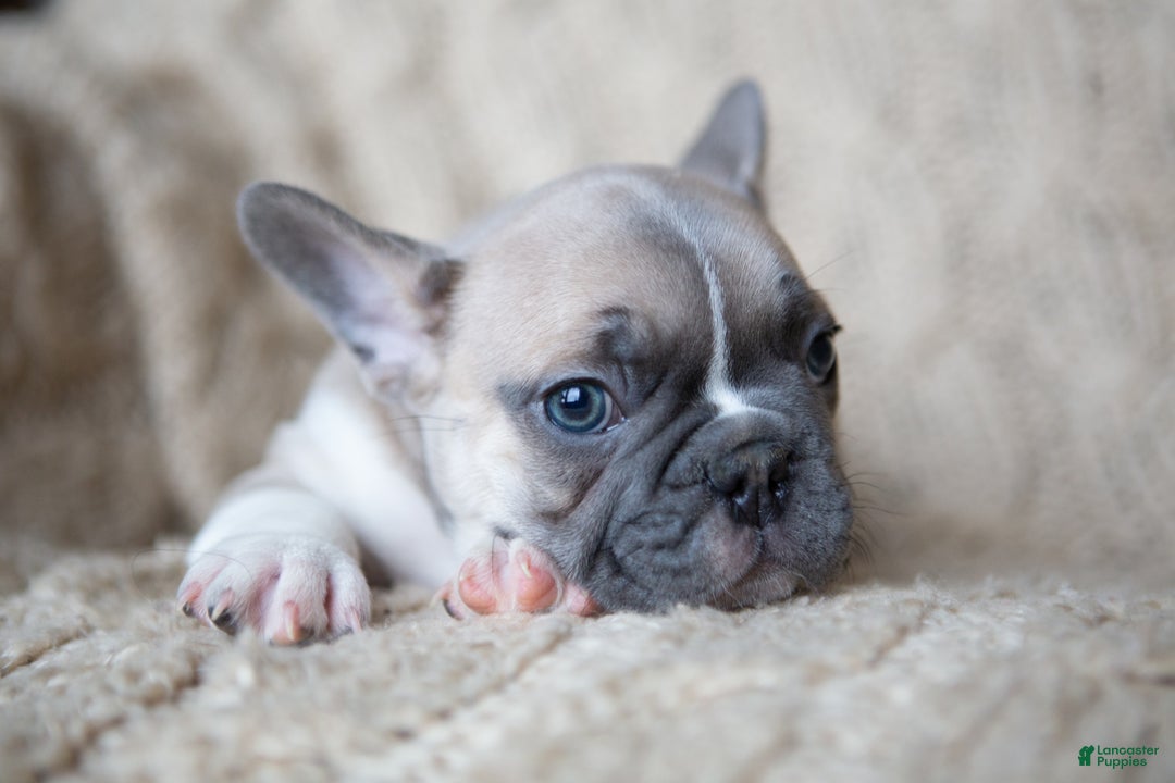 French Bulldog dogs for sale: captain AKC - Ad 3