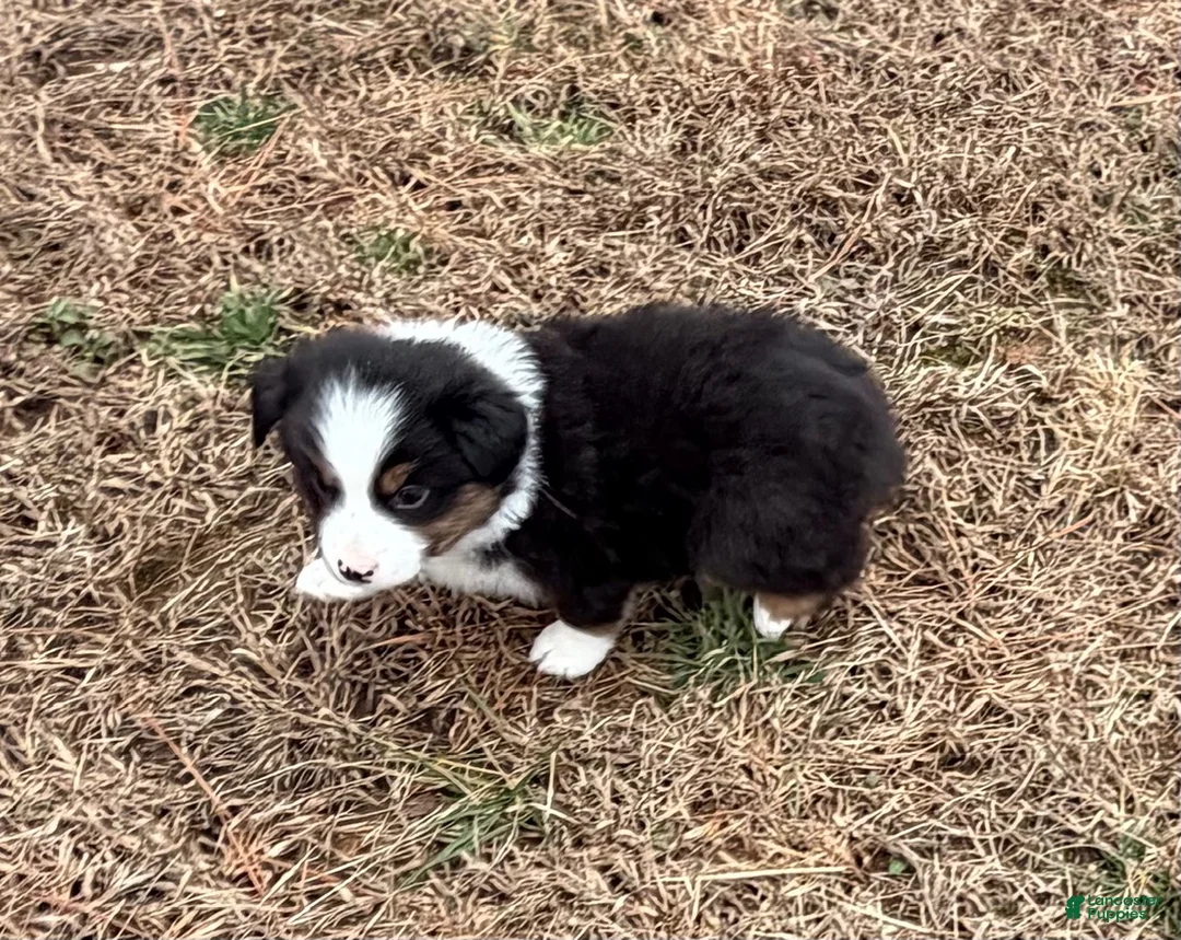 Australian Shepherd dogs for sale: Clyde - Ad 4