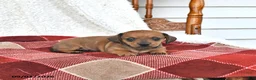 Miniature Dachshund dogs for sale: Callie - Ad 5