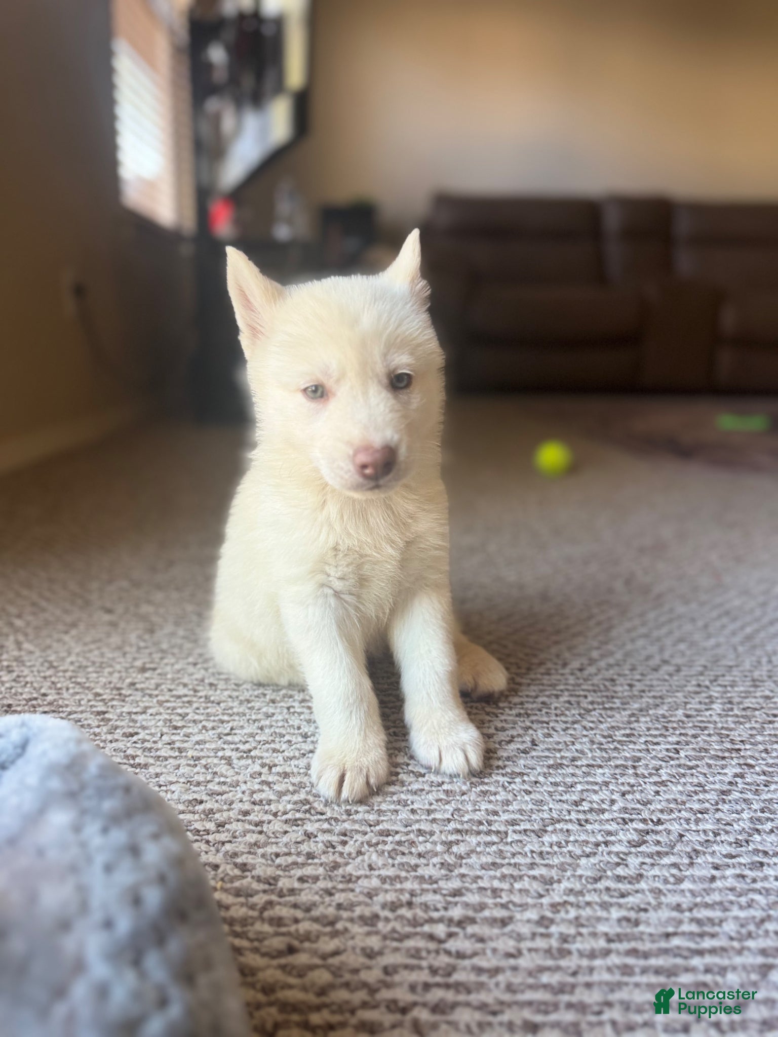 Siberian Husky dogs Siberian husky  - Ad 42